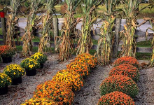 Carbajal's Garden Center购物图片