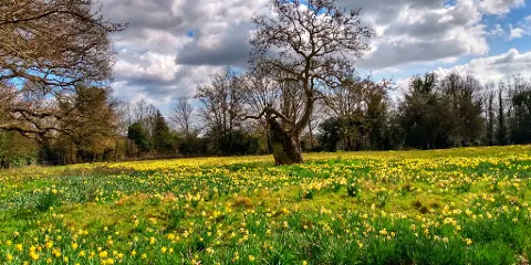 Warley Place Nature Reserve