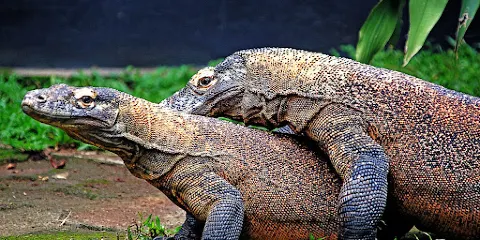 科莫多龍博物館