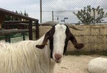 The Petting Farm景点图片