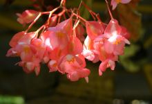 Deepa World Spice and Ayurvedic Garden景点图片