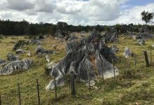 Waro Limestone Scenic Reserve Walk景点图片