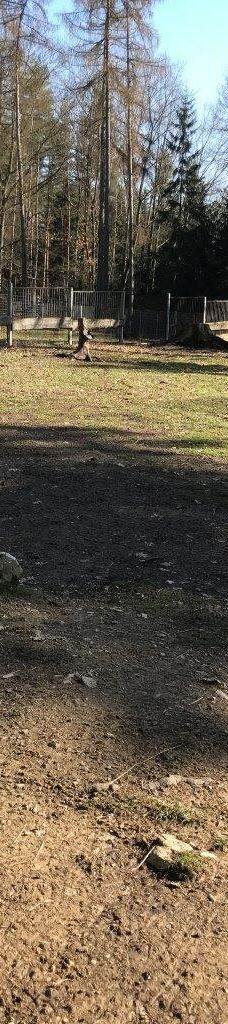 Tiergehege Waldhaus-莫尔斯多夫-泰希沃尔夫拉姆斯多夫