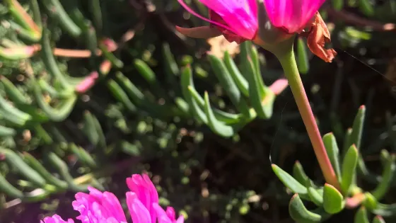 The Aloe Farm
