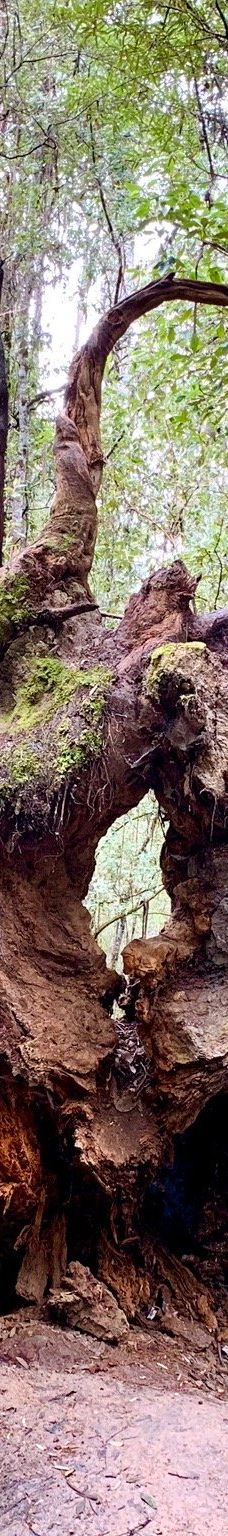 Tall Trees Walk-Mount Field