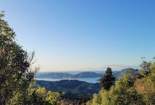Grahams Bush Scenic Reserve景点图片