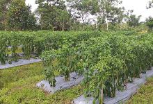 Vegetable Farmer景点图片