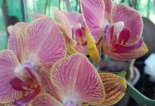 Myaing Chalri Orchid景点图片