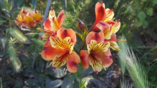 River's Run Community Garden