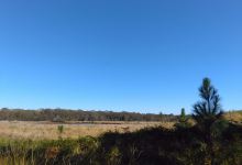 Carbrook Wetlands Conservation Park景点图片