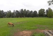 Branxton Off-leash Dog Park景点图片