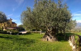 Locanda Radici di Angelo D'Amico