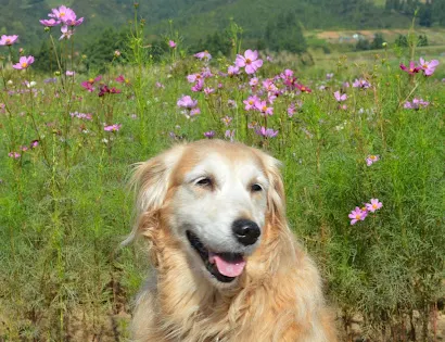 Uwappara Cosmos Park