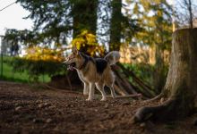 Mountlake Terrace Off-Leash Dog Park景点图片