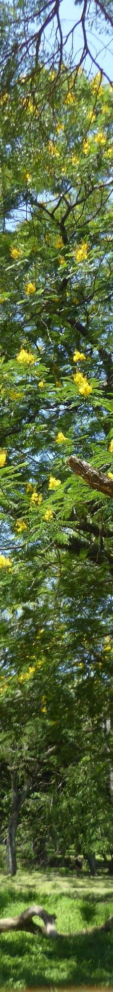 Botanical Garden of Asunción-亚松森