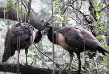 Sukhna Wildlife Sanctuary景点图片