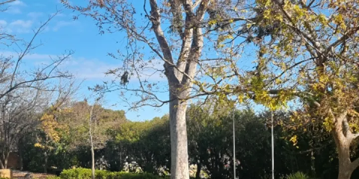 Japanese War Cemetery