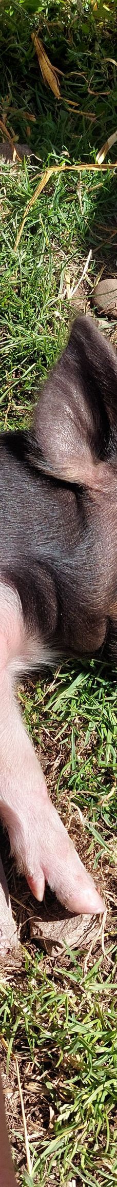 Tatton Park Country Park-纳茨福德