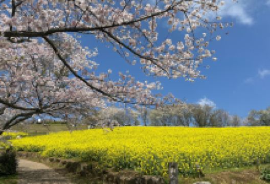 白木峰高原景点图片