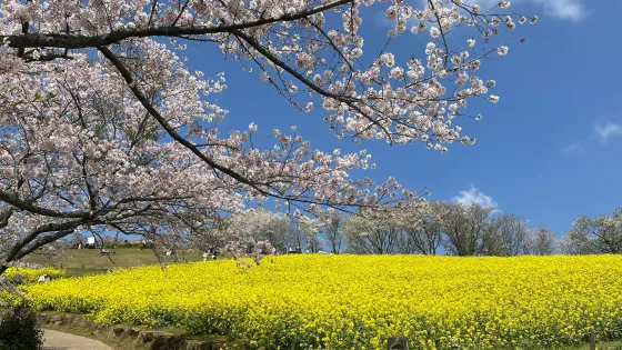 白木峰高原