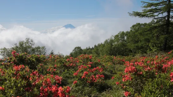 甘利山