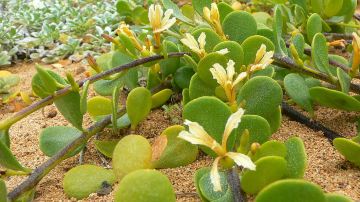 Maui Nui Botanical Gardens