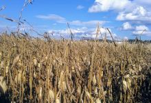 Paulus Farm Market购物图片