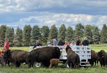 Hawkeye Buffalo & Cattle Ranch购物图片