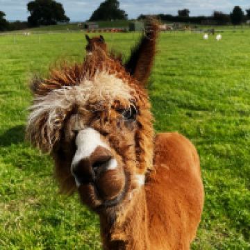 德罗伊特威奇图片