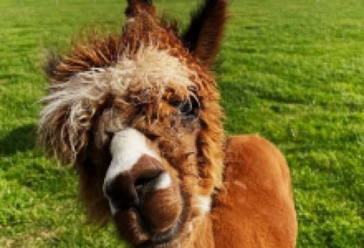 Little Owl Farm Park景点图片