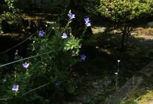 鷲尾山興法寺景点图片