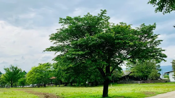 Mo-mo- Farm Takehara Bokujo