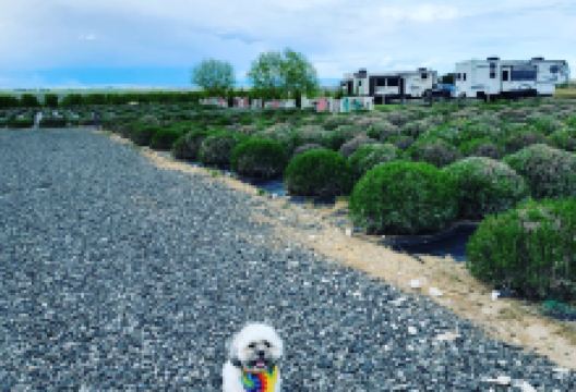 Trinity Gardens Lavender Farm景点图片