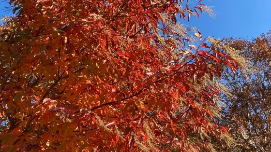 Donald E. Davis Arboretum