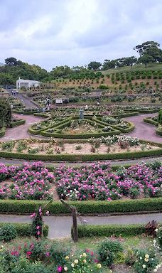 日本最大 鹿屋玫瑰园-鹿屋市