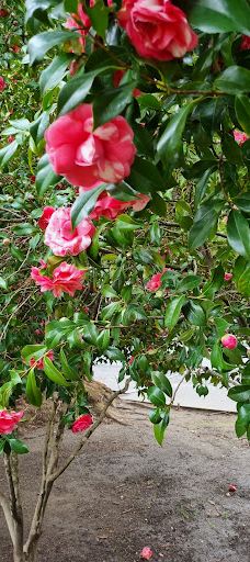 Healdsburg Plaza-希尔兹堡