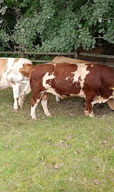 Schloss Lustbühel, Graz-格拉茨