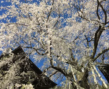 浄福寺