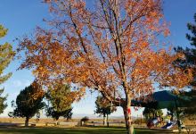 Amargosa Valley Park景点图片
