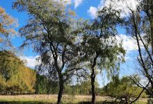 Lohe zwischen Wohltorf und Wentorf景点图片