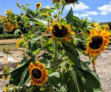 Oahu Urban Garden Center