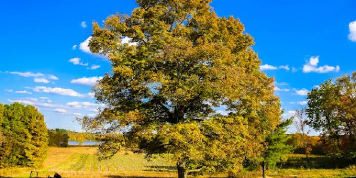 The Winery at Wolf Creek