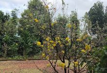 Nhà Bố Sáng Mẹ Hồng景点图片