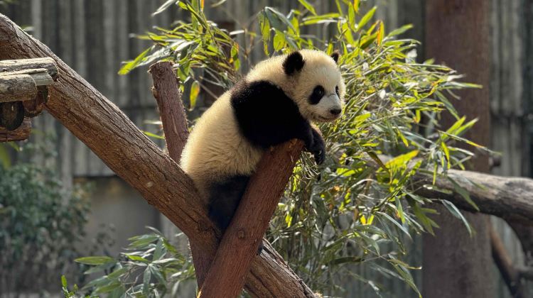 7-day 6-night · Group Tours · Chengdu + Chongqing + Leshan + Mount Emei + Chengdu Research Base of Giant Panda Breeding
