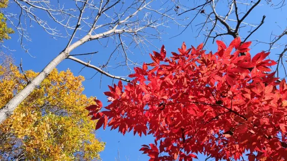 寒蔥頂國家森林公園