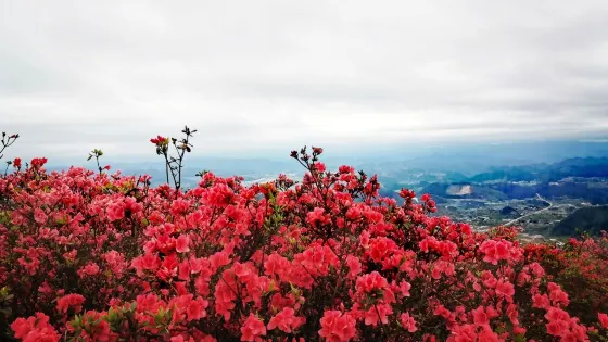 大高山映山紅風景區
