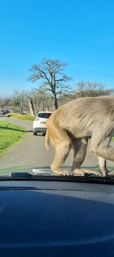 郎利特野生动物园-沃明斯特