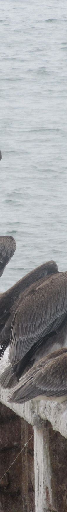 Seacliff State Beach-阿普托斯