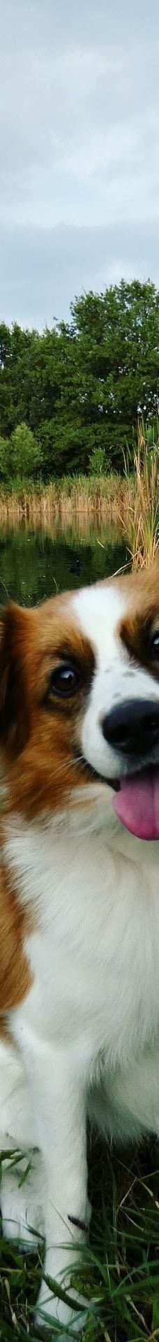 Parco della Pellerina-都灵