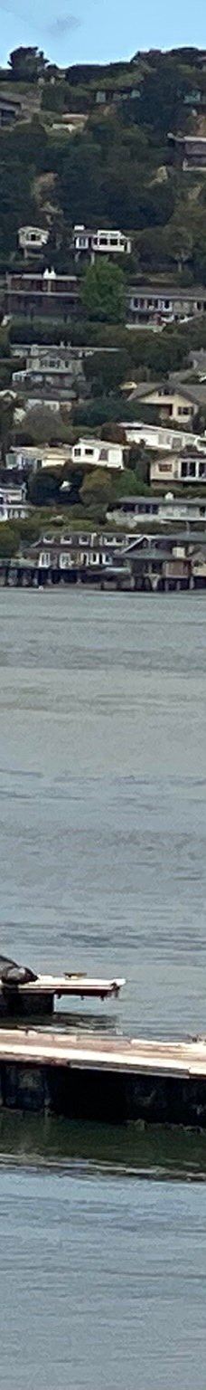 安琪儿岛-蒂伯龙